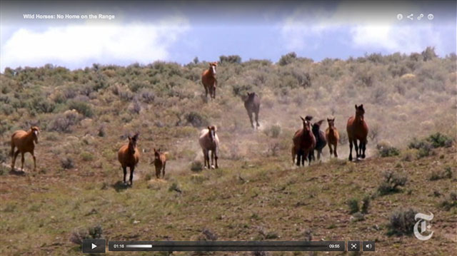 Wild Horse Wars: Exposing a $40 million animal management boondoggle